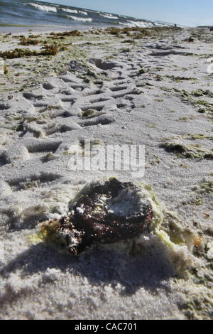 Lug 27, 2010 - Pensacola, Florida, Stati Uniti - Tar sfere sulle spiagge di sabbia bianca di Pensacola martedì. Onde di gooey tar blob di lavaggio erano a terra in numero crescente sulla sabbia bianca della Florida Panhandle Martedì come nere dal BP spill continuano a muoversi a terra. Le palle di catrame è venuto come Foto Stock