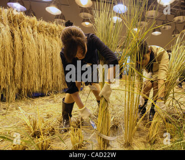 9 Sep, 2010 - Tokyo, Giappone - i dipendenti di Pasona Group Inc., personale del provider di servizi, il raccolto di riso al 'Urban Farm" dove il riso era piantate e coltivate al primo piano della loro sede nel centro cittadino di Tokyo in Giappone. Più di 200 tipi di piante sono coltivate tra cui frutta e verdura Foto Stock