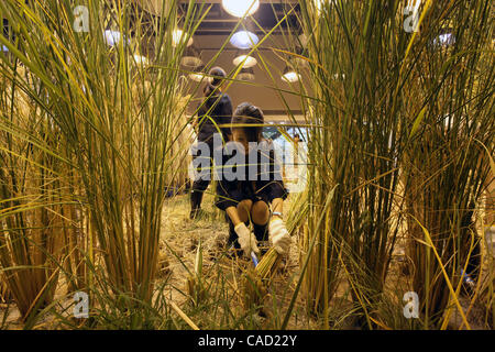 9 Sep, 2010 - Tokyo, Giappone - i dipendenti di Pasona Group Inc., personale del provider di servizi, il raccolto di riso al 'Urban Farm" dove il riso era piantate e coltivate al primo piano della loro sede nel centro cittadino di Tokyo in Giappone. Più di 200 tipi di piante sono coltivate tra cui frutta e verdura Foto Stock