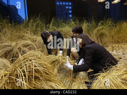 9 Sep, 2010 - Tokyo, Giappone - i dipendenti di Pasona Group Inc., personale del provider di servizi, il raccolto di riso al 'Urban Farm" dove il riso era piantate e coltivate al primo piano della loro sede nel centro cittadino di Tokyo in Giappone. Più di 200 tipi di piante sono coltivate tra cui frutta e verdura Foto Stock