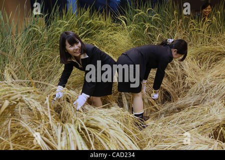 9 Sep, 2010 - Tokyo, Giappone - i dipendenti di Pasona Group Inc., personale del provider di servizi, il raccolto di riso al 'Urban Farm" dove il riso era piantate e coltivate al primo piano della loro sede nel centro cittadino di Tokyo in Giappone. Più di 200 tipi di piante sono coltivate tra cui frutta e verdura Foto Stock