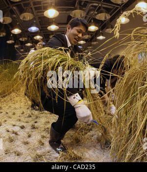 9 Sep, 2010 - Tokyo, Giappone - i dipendenti di Pasona Group Inc., personale del provider di servizi, il raccolto di riso al 'Urban Farm" dove il riso era piantate e coltivate al primo piano della loro sede nel centro cittadino di Tokyo in Giappone. Più di 200 tipi di piante sono coltivate tra cui frutta e verdura Foto Stock