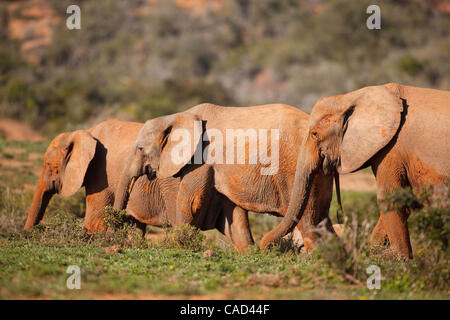 Jul 26, 2010 - Addo, Sud Africa - Tre elefanti africani a piedi attraverso il Parco Nazionale di Addo in Sud Africa. L'elefante originale sezione del Parco fu proclamato nel 1931, quando solo undici elefanti sono rimasti nella zona, oggi questo finemente sintonizzati ecosistema è un santuario per oltre 450 elefanti, Foto Stock