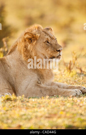 Jul 26, 2010 - Addo, Sud Africa - Lion al tramonto nel Parco Nazionale di Addo in Sud Africa. L'elefante originale sezione del Parco fu proclamato nel 1931, quando solo undici elefanti sono rimasti nella zona, oggi questo finemente sintonizzati ecosistema è un santuario per oltre 450 elefanti, bufali, nero r Foto Stock