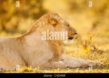 Jul 26, 2010 - Addo, Sud Africa - Lion al tramonto nel Parco Nazionale di Addo in Sud Africa. L'elefante originale sezione del Parco fu proclamato nel 1931, quando solo undici elefanti sono rimasti nella zona, oggi questo finemente sintonizzati ecosistema è un santuario per oltre 450 elefanti, bufali, nero r Foto Stock