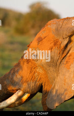 Jul 26, 2010 - Addo, Sud Africa - dell' elefante africano nel Parco Nazionale di Addo in Sud Africa. L'elefante originale sezione del Parco fu proclamato nel 1931, quando solo undici elefanti sono rimasti nella zona, oggi questo finemente sintonizzati ecosistema è un santuario per oltre 450 elefanti, bufali, nero Foto Stock