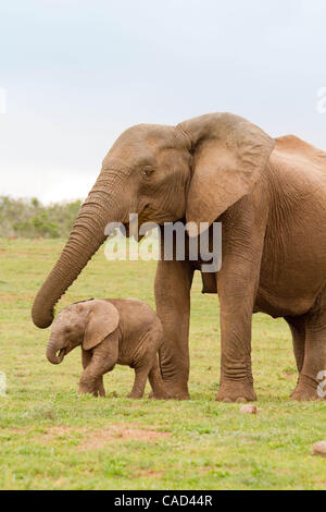 Jul 26, 2010 - Addo, Sud Africa - il bambino e la Madre dell' elefante africano nel Parco Nazionale di Addo in Sud Africa. L'elefante originale sezione del Parco fu proclamato nel 1931, quando solo undici elefanti sono rimasti nella zona, oggi questo finemente sintonizzati ecosistema è un santuario per oltre 450 elefanti, Cap Foto Stock