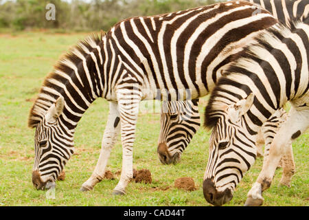 Jul 26, 2010 - Addo, Sud Africa - Tre Burchell's zebra nel Parco Nazionale di Addo in Sud Africa. L'elefante originale sezione del Parco fu proclamato nel 1931, quando solo undici elefanti sono rimasti nella zona, oggi questo finemente sintonizzati ecosistema è un santuario per oltre 450 elefanti, bufali, Foto Stock