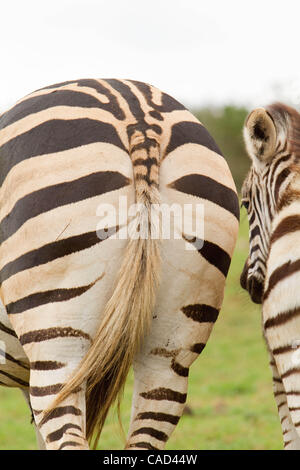 Jul 26, 2010 - Addo, Sud Africa - Due Burchell's zebra nel Parco Nazionale di Addo in Sud Africa. L'elefante originale sezione del Parco fu proclamato nel 1931, quando solo undici elefanti sono rimasti nella zona, oggi questo finemente sintonizzati ecosistema è un santuario per oltre 450 elefanti, bufali, b Foto Stock