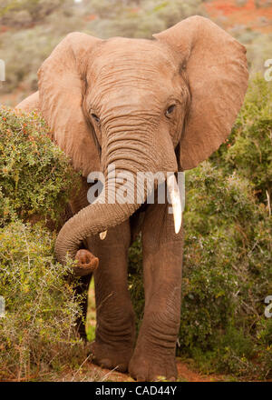 Jul 26, 2010 - Addo, Sud Africa - maschio dell' elefante africano nel Parco Nazionale di Addo in Sud Africa. L'elefante originale sezione del Parco fu proclamato nel 1931, quando solo undici elefanti sono rimasti nella zona, oggi questo finemente sintonizzati ecosistema è un santuario per oltre 450 elefanti, bufali, Foto Stock