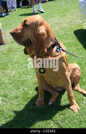 Aug 28, 2010 - Dana Point, California, Stati Uniti - Orange County Sheriff compagno officer 'Sonsee' un bloodhound. Tutti i segugi utilizzando dalle forze di polizia sono femmine. Questo anno di preparazione alle situazioni di emergenza Expo in Dana Point featured decine di manifestazioni, espositori, veicolo d'emergenza visualizza, elicotteri, lar Foto Stock