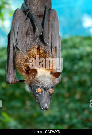 Un captive frutto bat pende da un ramo vicino a Boracay Pipistrelli, sull'Isola di Boracay nelle Filippine. Il Acerodon jubatus specie è noto come il più grande del suo genere in tutto il mondo, ed è spesso rappresentato nei film horror per il vampiro spettrale-come l'apparenza. Le volpi volanti come questo Foto Stock