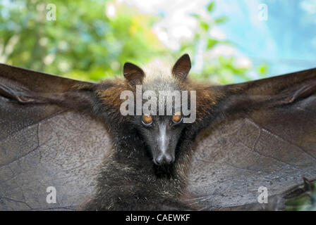 Un captive frutto bat visualizza le sue ali vicino a Boracay Pipistrelli, sull'Isola di Boracay nelle Filippine. Il Acerodon jubatus specie è noto come il più grande del suo genere in tutto il mondo, ed è spesso rappresentato nei film horror per il vampiro spettrale-come l'apparenza. Le volpi volanti come questo Foto Stock