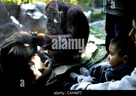 Orangutan giocare all'interno di una area di visualizzazione durante l'Ape Giornata di sensibilizzazione presso il Los Angeles Zoo il 9 dicembre 2007 a Los Angeles, California. Ape Giornata di sensibilizzazione in primo piano cabine con informazioni sui vari primati offerti al pubblico a sostegno della conservazione di primate. Foto Stock