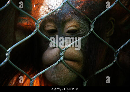 Orangutan giocare durante la Ape Giornata di sensibilizzazione presso il Los Angeles Zoo il 9 dicembre 2007 a Los Angeles, California. Ape Giornata di sensibilizzazione in primo piano cabine con informazioni sui vari primati offerti al pubblico a sostegno della conservazione di primate. Foto Stock