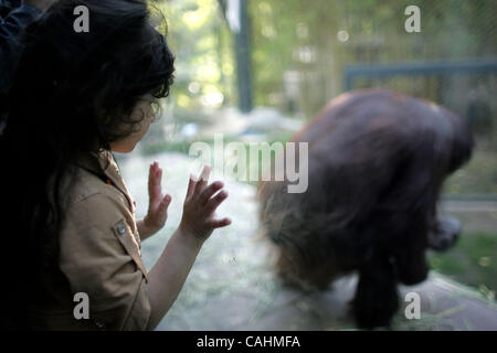 Orangutan giocare all'interno di una area di visualizzazione durante l'Ape Giornata di sensibilizzazione presso il Los Angeles Zoo il 9 dicembre 2007 a Los Angeles, California. Ape Giornata di sensibilizzazione in primo piano cabine con informazioni sui vari primati offerti al pubblico a sostegno della conservazione di primate. Foto Stock