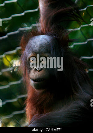 Orangutan giocare durante la Ape Giornata di sensibilizzazione presso il Los Angeles Zoo il 9 dicembre 2007 a Los Angeles, California. Ape Giornata di sensibilizzazione in primo piano cabine con informazioni sui vari primati offerti al pubblico a sostegno della conservazione di primate. Foto Stock