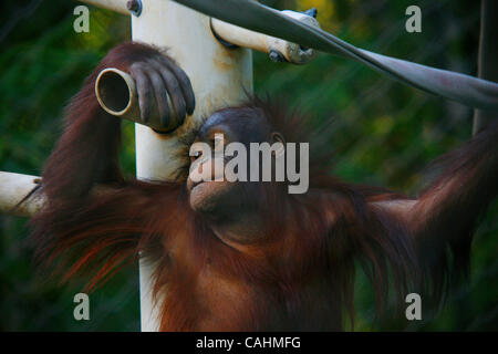 Orangutan giocare durante la Ape Giornata di sensibilizzazione presso il Los Angeles Zoo il 9 dicembre 2007 a Los Angeles, California. Ape Giornata di sensibilizzazione in primo piano cabine con informazioni sui vari primati offerti al pubblico a sostegno della conservazione di primate. Foto Stock