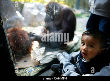 Orangutan giocare all'interno di una area di visualizzazione durante l'Ape Giornata di sensibilizzazione presso il Los Angeles Zoo il 9 dicembre 2007 a Los Angeles, California. Ape Giornata di sensibilizzazione in primo piano cabine con informazioni sui vari primati offerti al pubblico a sostegno della conservazione di primate. Foto Stock