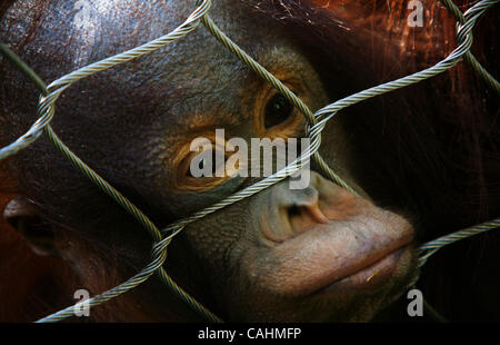 Orangutan giocare durante la Ape Giornata di sensibilizzazione presso il Los Angeles Zoo il 9 dicembre 2007 a Los Angeles, California. Ape Giornata di sensibilizzazione in primo piano cabine con informazioni sui vari primati offerti al pubblico a sostegno della conservazione di primate. Foto Stock