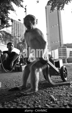 Dic 09, 2007 - Jakarta, Indonesia - Tradizionale Monkey performance art 'Monkey Mask' sulla strada a Jakarta, Indonesia. Migliaia di bambini in Indonesia per non andare a scuola, che aiuta la famiglia a trovare il denaro per il loro vivere, molti di loro lavorano tutto il settore informale.Questo uno di storia, che i bambini trovano thei Foto Stock