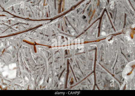 Il ghiaccio ricopre un ramo di albero in Maryville, Mo sul merc. DIC 12, 2007 dopo la tempesta di ghiaccio spazzato attraverso il Midwest blanketing Oklahoma, Kansas, Nebraska, Iowa, Illinois e Missouri con fino a un pollice e mezzo di ghiaccio, downing alberi, linee di alimentazione e provocando più di 25 morti. È stato riferito che fino a 1 m Foto Stock