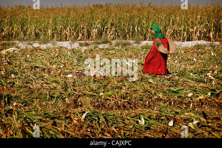 Oct 01, 2007 - Khost, Afghanistan - una ragazza afgana opere sulla raccolta del mais in Khost. (Credito Immagine: © Andrew Craft/l'Fayetteville Observer/ZUMA Press) Foto Stock