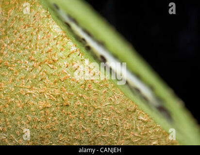 Marzo 31, 2012 - Whitmore Lake, Michigan, Stati Uniti - i kiwi. (Credito Immagine: © Mark Bialek/ZUMAPRESS.com) Foto Stock