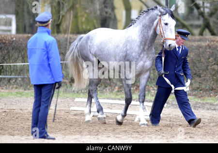 Asta a molla di oldkladrubs cavalli nel National Stud di Kladruby nad Labem, Repubblica Ceca, sabato, 31 marzo 2012. (CTK foto/Alexandra Mlejnkova) Foto Stock