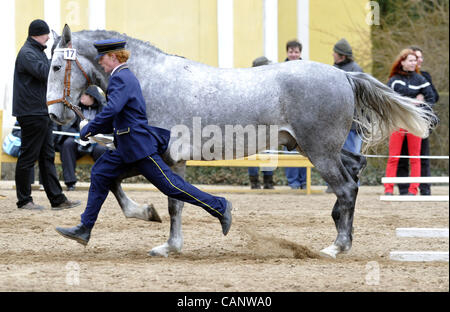 Asta a molla di oldkladrubs cavalli nel National Stud di Kladruby nad Labem, Repubblica Ceca, sabato, 31 marzo 2012. (CTK foto/Alexandra Mlejnkova) Foto Stock