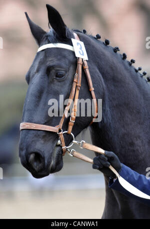 Asta a molla di oldkladrubs cavalli nel National Stud di Kladruby nad Labem, Repubblica Ceca, sabato, 31 marzo 2012. (CTK foto/Alexandra Mlejnkova) Foto Stock