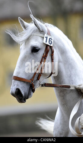 Asta a molla di oldkladrubs cavalli nel National Stud di Kladruby nad Labem, Repubblica Ceca, sabato, 31 marzo 2012. (CTK foto/Alexandra Mlejnkova) Foto Stock