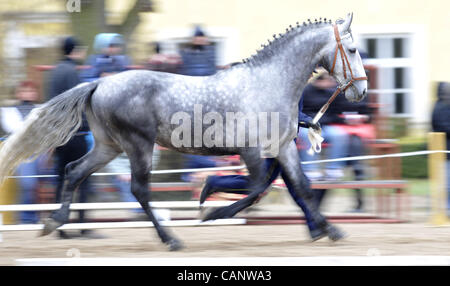 Asta a molla di oldkladrubs cavalli nel National Stud di Kladruby nad Labem, Repubblica Ceca, sabato, 31 marzo 2012. (CTK foto/Alexandra Mlejnkova) Foto Stock