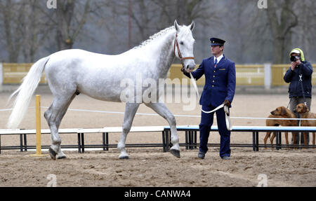 Asta a molla di oldkladrubs cavalli nel National Stud di Kladruby nad Labem, Repubblica Ceca, sabato, 31 marzo 2012. (CTK foto/Alexandra Mlejnkova) Foto Stock