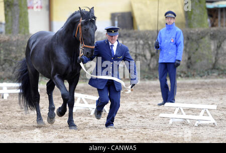 Asta a molla di oldkladrubs cavalli nel National Stud di Kladruby nad Labem, Repubblica Ceca, sabato, 31 marzo 2012. (CTK foto/Alexandra Mlejnkova) Foto Stock