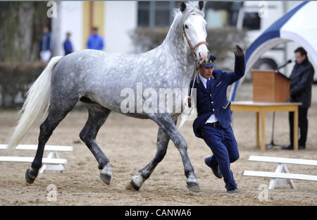 Asta a molla di oldkladrubs cavalli nel National Stud di Kladruby nad Labem, Repubblica Ceca, sabato, 31 marzo 2012. (CTK foto/Alexandra Mlejnkova) Foto Stock