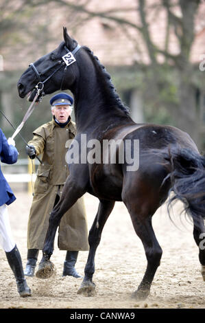 Asta a molla di oldkladrubs cavalli nel National Stud di Kladruby nad Labem, Repubblica Ceca, sabato, 31 marzo 2012. (CTK foto/Alexandra Mlejnkova) Foto Stock