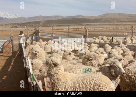 Pecore venga tranciata durante l annuale di primavera stagione di agnello. Raccolta di lana per i prodotti tessili e di abbigliamento. Pecore in attesa di tranciatura nel corral. La lana di smistamento per qualità di vendere. Elevato valore di reddito di quest'anno. Foto Stock