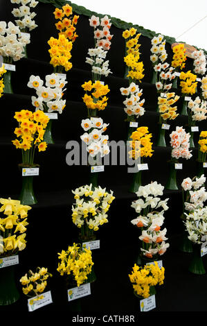 Marquee floreali presentano venerdì 20 aprile 2012, il primo giorno di RHS mostrano in Cardiff Bute Park, Wales, Regno Unito. Display annuale della storica e moderna narcisi in fiore con R un picaro Daffodils di qualità. Premiato con un RHS Medaglia d'oro. Foto Stock