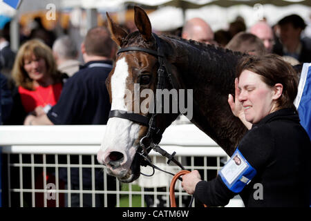 21.04.2012 Ayr Scozia, Regno Unito. La Scottish Grand National Festival da Ayr Racecourse. Merigo vincitore del 2012 Scottish Grand National Foto Stock