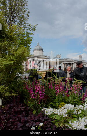 Blumi, arbusti e astroturf in Trafalgar Square per St George's Day Foto Stock