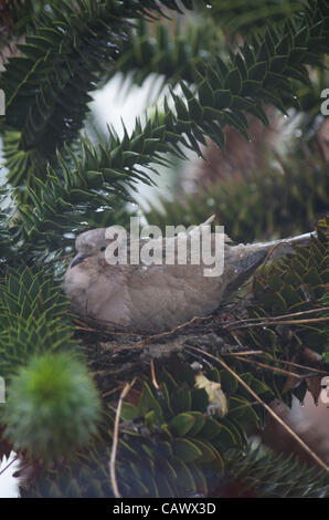 Colava nidificante in gennaio. Seduto su pulcini appena schiusa in un albero di puzzle scimmia, con quasi nessun riparo durante il tempo e gales wintry. Foto Stock