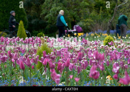 Swansea - Regno Unito - 5 Maggio 2012 : i colorati giardini Botanici all'interno del vecchio giardino murato di Singleton Park a Swansea. Foto Stock