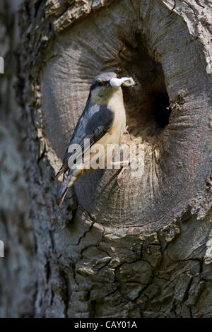 Abington Park. Northampton. Regno Unito. 06 maggio 2012. May Bank Holiday weekend. Picchio muratore. Sitta europaea (Sittidae) rimozione poo sacco dal nido. Foto Stock