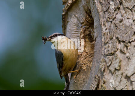 Abington Park. Northampton. Regno Unito. 06 maggio 2012. May Bank Holiday weekend. Picchio muratore. Sitta europaea (Sittidae) occupato pulcini di alimentazione reso più facile ora le piogge spento e suns venuto fuori. Foto Stock