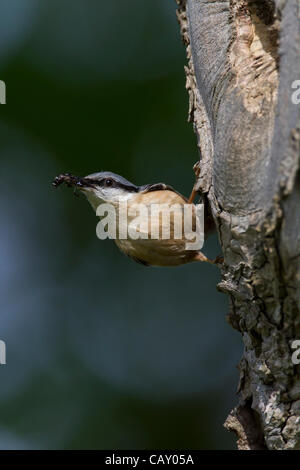 Abington Park. Northampton. Regno Unito. 06 maggio 2012. May Bank Holiday weekend. Picchio muratore. Sitta europaea (Sittidae) occupato pulcini di alimentazione reso più facile ora le piogge spento e suns venuto fuori. Foto Stock