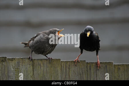 Brighton, Regno Unito. Gli starlings dei bambini che vengono nutriti dai loro genitori in un giardino di Brighton oggi. Foto Stock