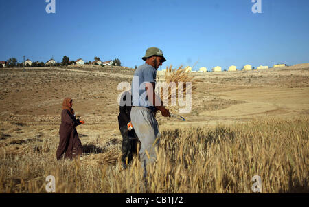 20 maggio 2012 - Hebron, West Bank, Territorio palestinese - palestinesi il raccolto una coltivazione di grano in una fattoria nel sud di Hebron, Kherbet Om El Kheir vicino all'insediamento ebraico di Karmel, in Cisgiordania, il 20 maggio 2012 (credito Immagine: © Mamoun Wazwazi APA/images/ZUMAPRESS.com) Foto Stock