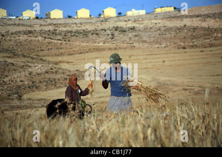 20 maggio 2012 - Hebron, West Bank, Territorio palestinese - palestinesi il raccolto una coltivazione di grano in una fattoria nel sud di Hebron, Kherbet Om El Kheir vicino all'insediamento ebraico di Karmel, in Cisgiordania, il 20 maggio 2012 (credito Immagine: © Mamoun Wazwazi APA/images/ZUMAPRESS.com) Foto Stock