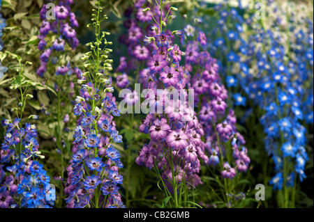 RHS Chelsea Flower Show, Londra , Inghilterra. 24 Maggio 2012 presentano al RHS Chelsea Flower Show il giorno più caldo dell'anno finora dove le temperature hanno raggiunto quasi 30 gradi Celsius. Regno Unito. Foto Stock